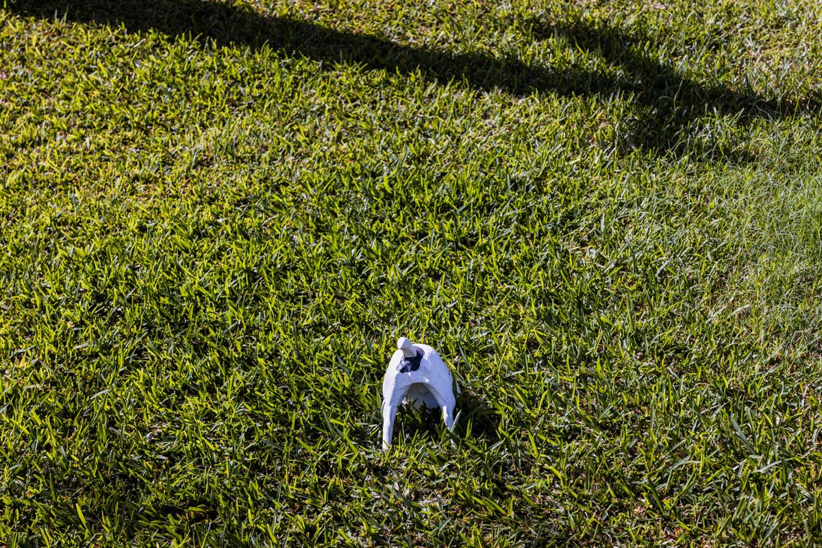 How To Stop A Dog From Digging