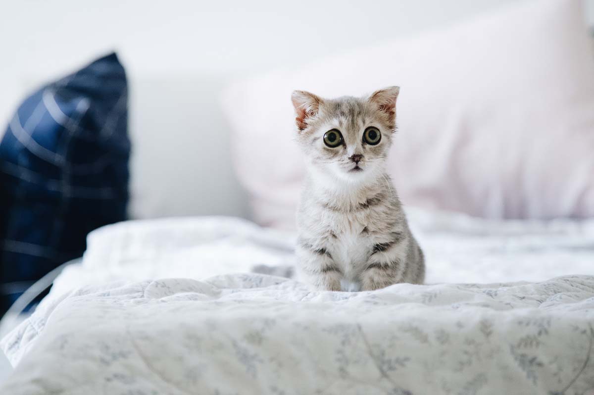 how to get rid of cat pee smell Australia