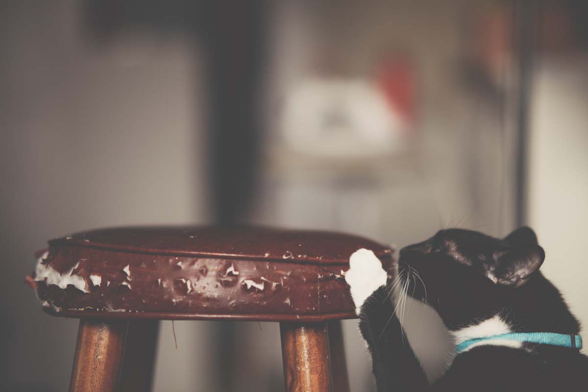 how to stop cat from scratching Australia